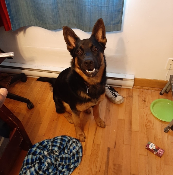 Meet your Posher, Shaquille - Picture 1 of 1